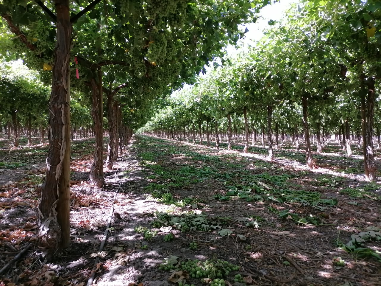 Parronal agrícola con hileras de cultivo